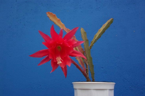 nopalxochia ackermannii